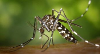 Virus del Nilo, allarme Ecdc: Italia prima per casi