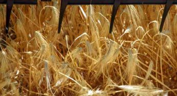 Ucraina, scaduto l’accordo sull’export del grano: rischio fame per milioni di persone