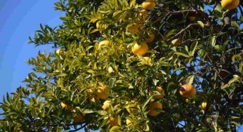Yuzu: cos’è e come si usa questo super food giapponese