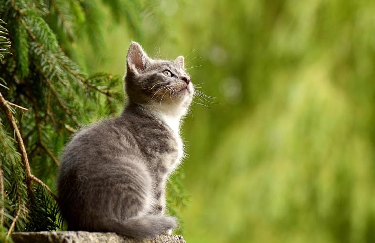 Una gatto grigio nel verde