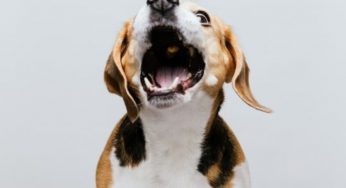 Il cane del vicino abbaia in continuazione: cosa si può fare di concreto per farlo smettere