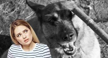 In questa regione italiana vige il triste primato dei maltrattamenti sugli animali: la denuncia gravissima
